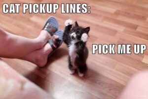 cat pick up lines